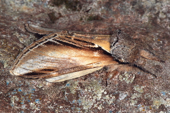 Notodontidae - Pheosia tremula